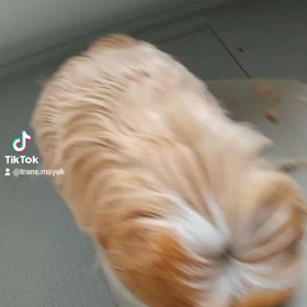 モルモットのhaircutの画像