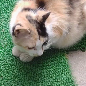 憂鬱ななづニャン(=^ェ^=)の画像