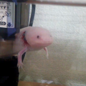 今日のウパさん★の画像