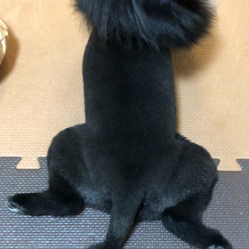 2021年3月7日　トリミングの画像