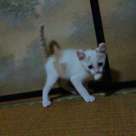 ♪ゆう動画♪の画像