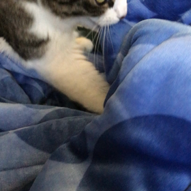 今日のネコの画像