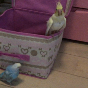 ルナちゃん&にこちゃんヒナヒナずの画像