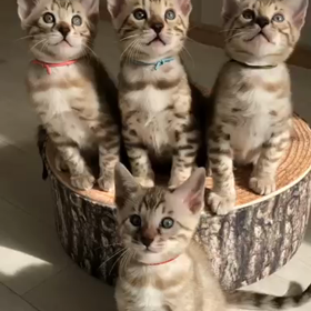 山下ブリーダー様の猫ちゃんの動画の画像