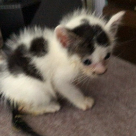 ごまちゃんを預かって1ヶ月の画像