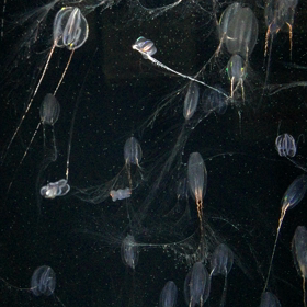 あまりに癒されたので。の画像