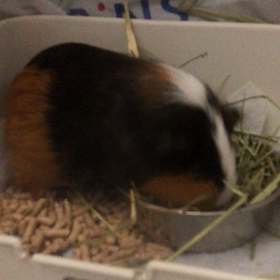 グーニョさんの画像