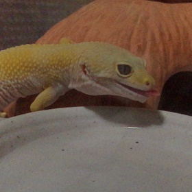 レオパの水やり！の画像