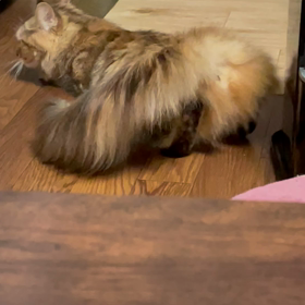 マジか。。。の画像