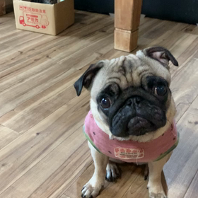 猫と犬が逆？の画像