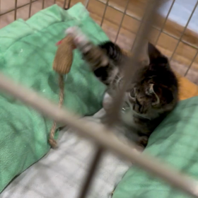 保護猫⑦の画像