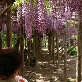 丸瀬布⭐藤まつり③の画像