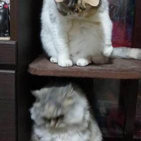 猫のつめとぎの画像