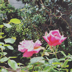 バラとウグイス♩の画像