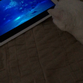 カメラ嫌いの画像