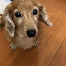 パッチが可愛すぎる！の画像
