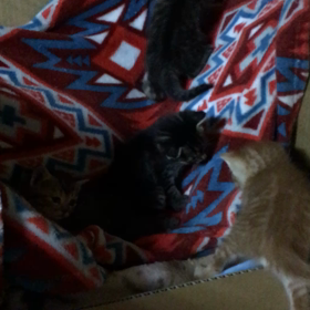 三毛ママの画像