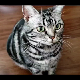 お手(*´ω｀*)の画像