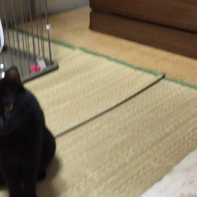 いたずら全開の画像