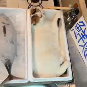 新鮮な猫いかかですか？の画像