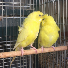 ダブルファクターイエローの画像