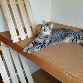 ちょこちょこ荷物を新居に。の画像