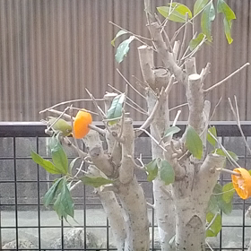 メジロが来たよの画像