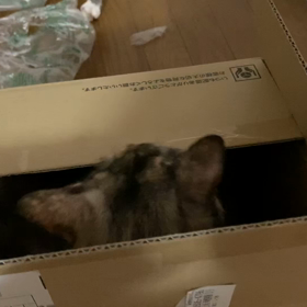 靴が届いたよの画像