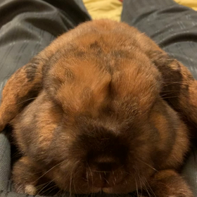 うんこした(๑╹ω╹๑ )の画像