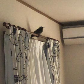 迷い込んだ鳥ちゃん救出‼︎の画像