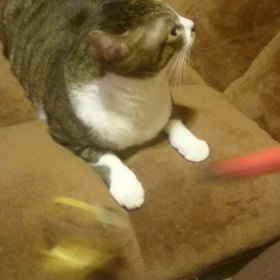 我が家の猫ちゃんvol.99の画像