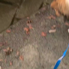 ラフコリー　　待て〜の画像