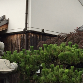 鳥の鳴き声の画像