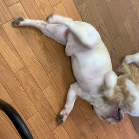 ロース君&ハル君のお遊びの画像