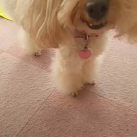 スーちゃんと遊ぼうの画像