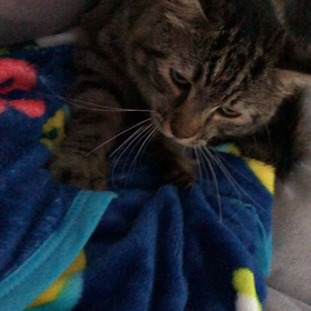 コロナワクチン後、発熱の画像