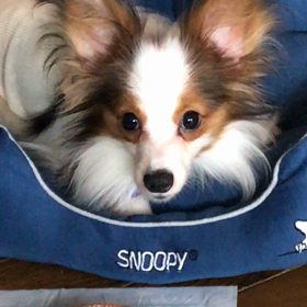 おまけのオモチャ動画です。の画像