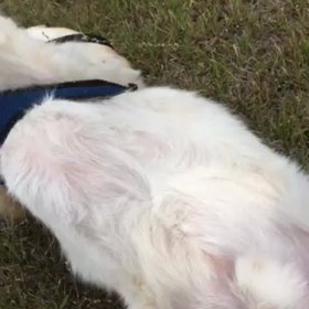 ビッケのゴロゴロ〜の画像