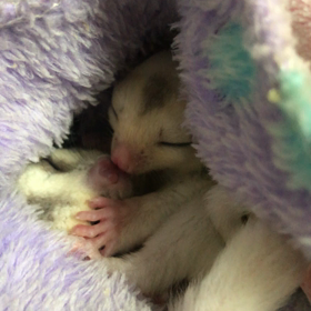 白耳くんと、ラムママ(^ ^)の画像