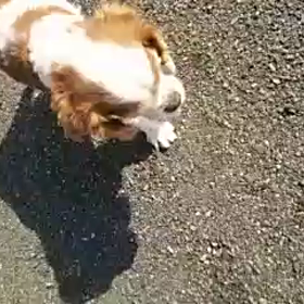 はっちゃん、元気ですか？の画像