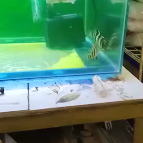 3／6日輸入！！の画像