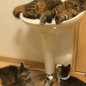 翔保育士になれる？の画像