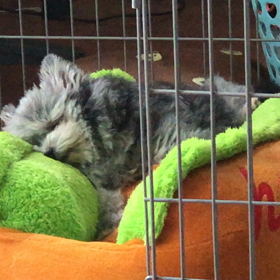 ポメプーの画像