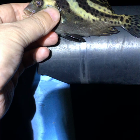 今週の釣果　なし　チビセイゴ　カサゴ　ここしょうだい　三重県の画像