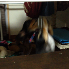 食いしん嬢の画像