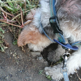 何がいるの？の画像