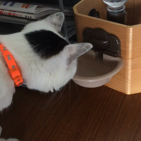 今日も、猫さんの画像