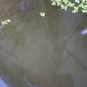 カシラ？笑の画像