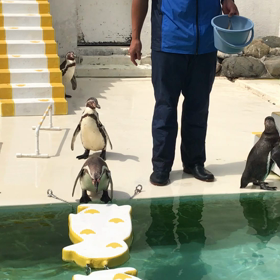 小樽水族館名物、言うことを聞かないペンギンショー②の画像
