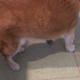 グルグルの画像